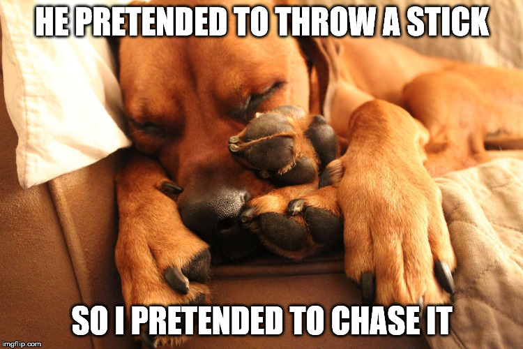 In my dreams, buddy! | HE PRETENDED TO THROW A STICK SO I PRETENDED TO CHASE IT | image tagged in chase a stick | made w/ Imgflip meme maker