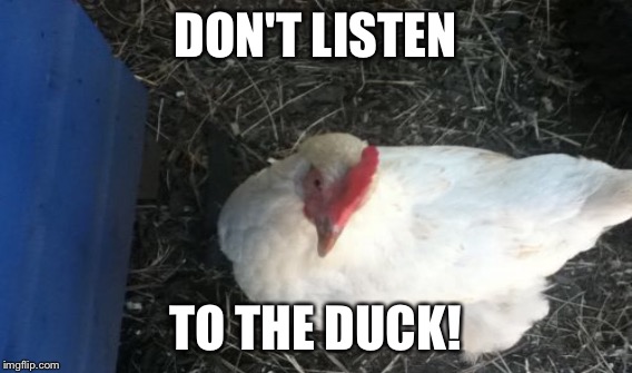 DON'T LISTEN TO THE DUCK! | made w/ Imgflip meme maker