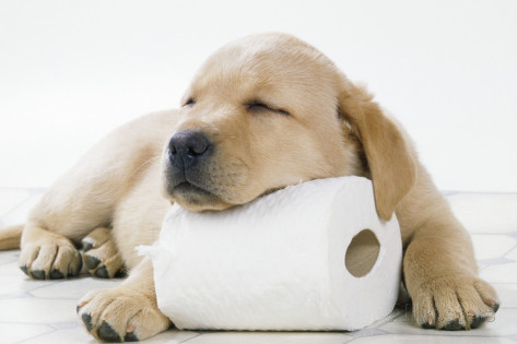 High Quality Potty Training Tips Puppy Blank Meme Template