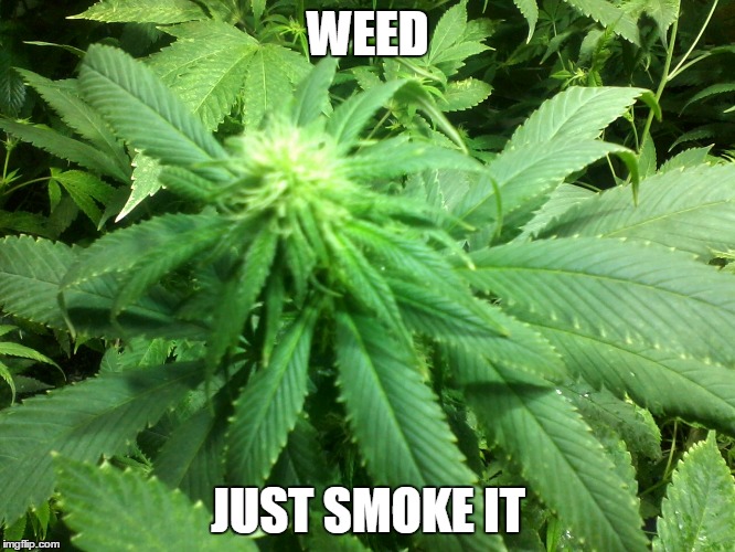 WEED; JUST SMOKE IT | image tagged in weed,smoke weed everyday | made w/ Imgflip meme maker
