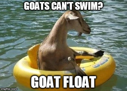 he went there | GOATS CAN'T SWIM? GOAT FLOAT | image tagged in floating goat,memes | made w/ Imgflip meme maker