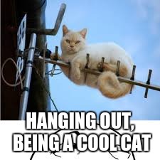 cat on antane | HANGING OUT, BEING A COOL CAT | image tagged in cat on antane | made w/ Imgflip meme maker