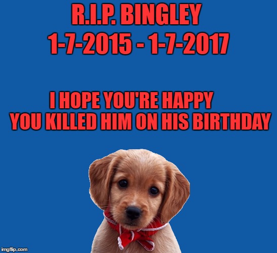 R.I.P. BINGLEY I HOPE YOU'RE HAPPY      YOU KILLED HIM ON HIS BIRTHDAY 1-7-2015 - 1-7-2017 | made w/ Imgflip meme maker