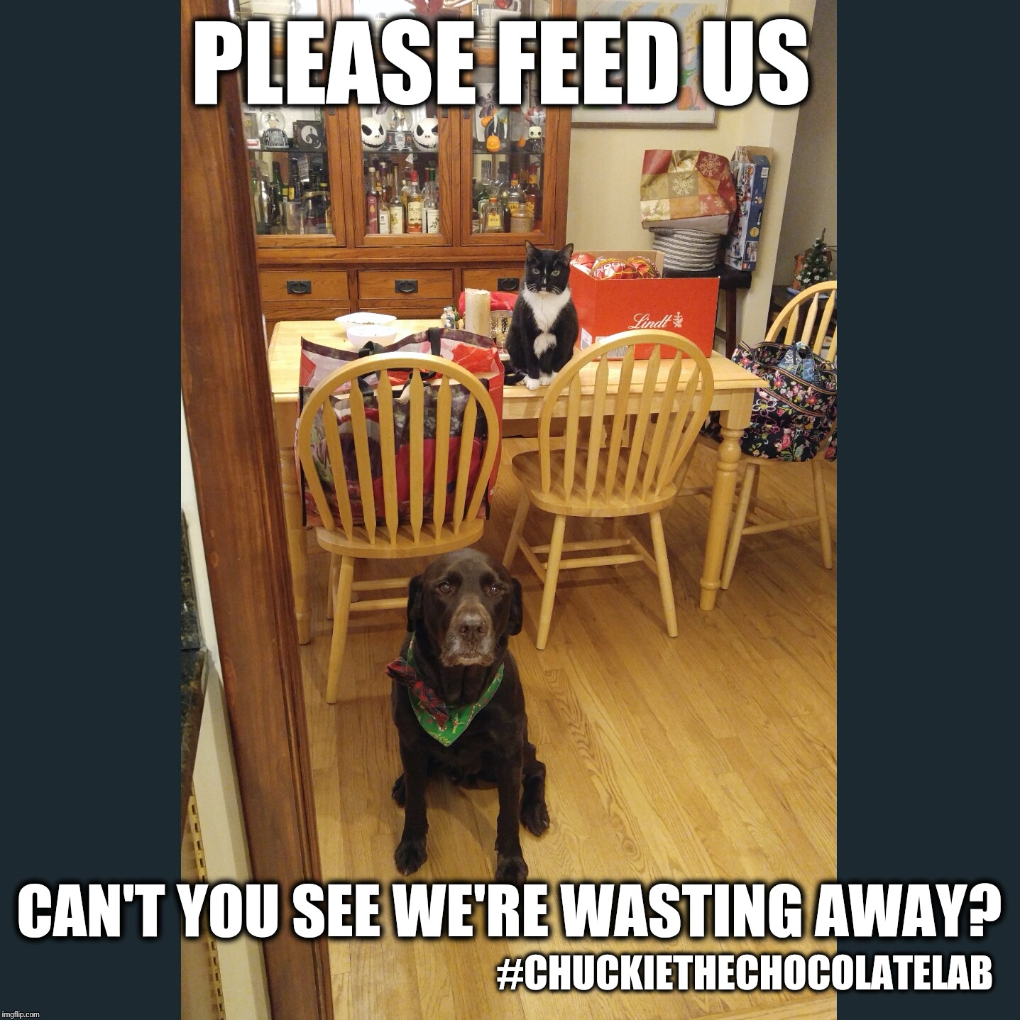 We're starving!  | PLEASE FEED US; CAN'T YOU SEE WE'RE WASTING AWAY? #CHUCKIETHECHOCOLATELAB | image tagged in chuckie the chocolate lab,hungry,cats and dogs,funny,memes,dogs | made w/ Imgflip meme maker