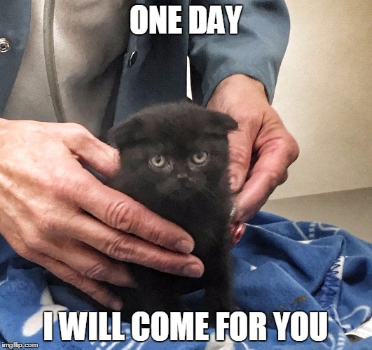 ONE DAY; I WILL COME FOR YOU | image tagged in revenge kitten | made w/ Imgflip meme maker