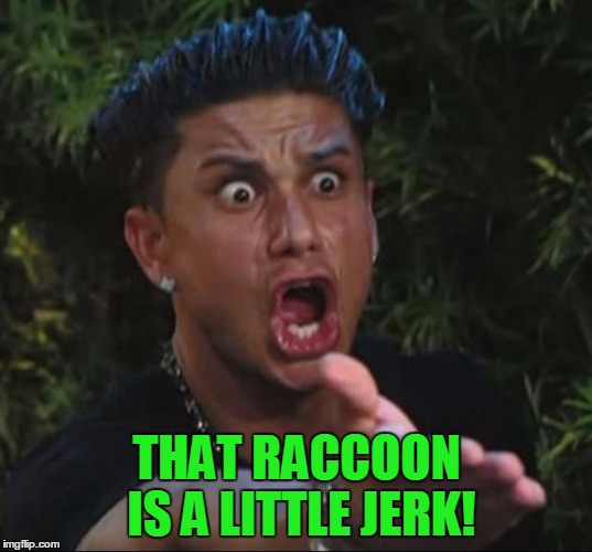 Pauly | THAT RACCOON IS A LITTLE JERK! | image tagged in pauly | made w/ Imgflip meme maker