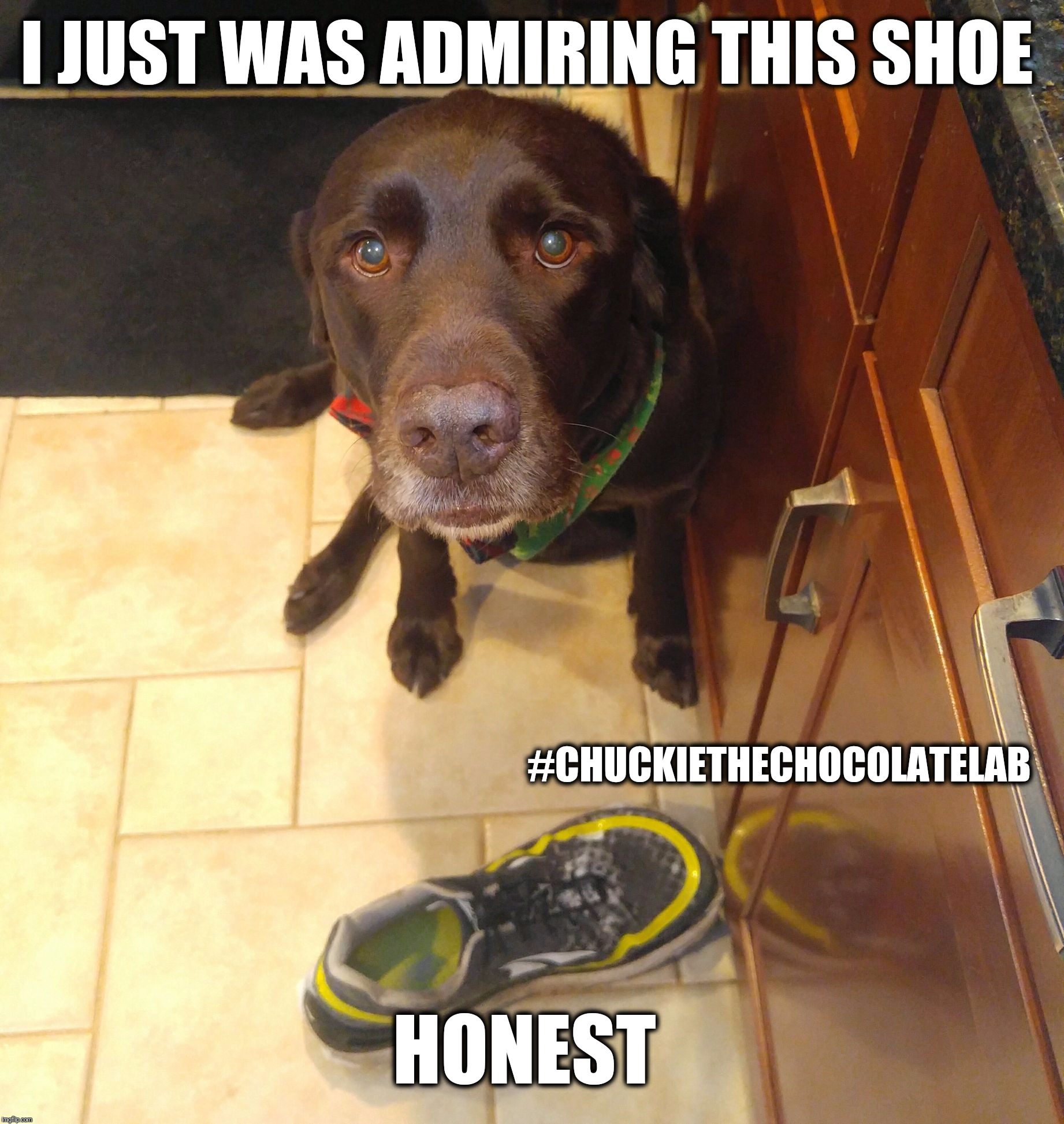 I steal shoes  | I JUST WAS ADMIRING THIS SHOE; #CHUCKIETHECHOCOLATELAB; HONEST | image tagged in chuckie the chocolate lab,dogs,funny,memes,sneakers | made w/ Imgflip meme maker