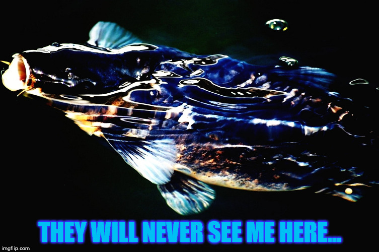 Black Koi Hiding.... | THEY WILL NEVER SEE ME HERE... | image tagged in koi,hiding,memes | made w/ Imgflip meme maker