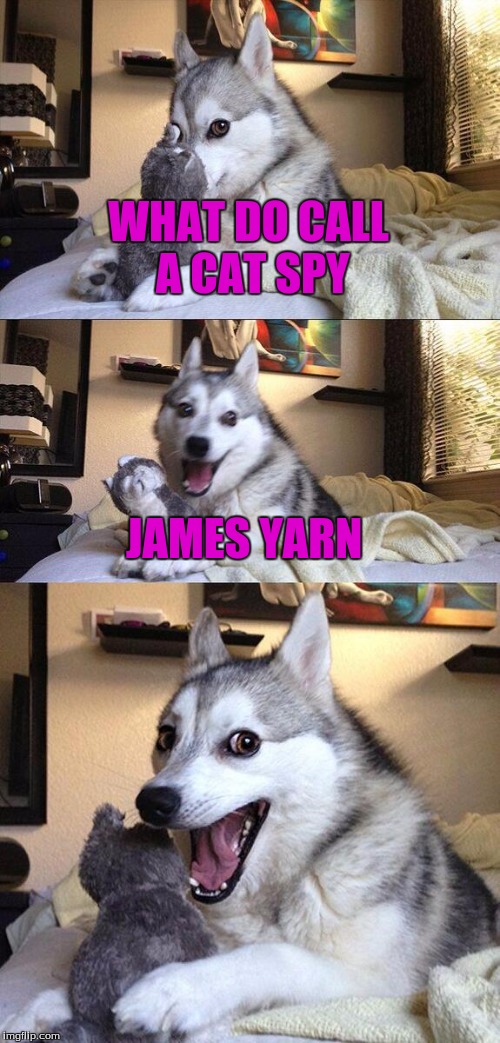 007 James Yarn  | WHAT DO CALL A CAT SPY; JAMES YARN | image tagged in memes,bad pun dog | made w/ Imgflip meme maker