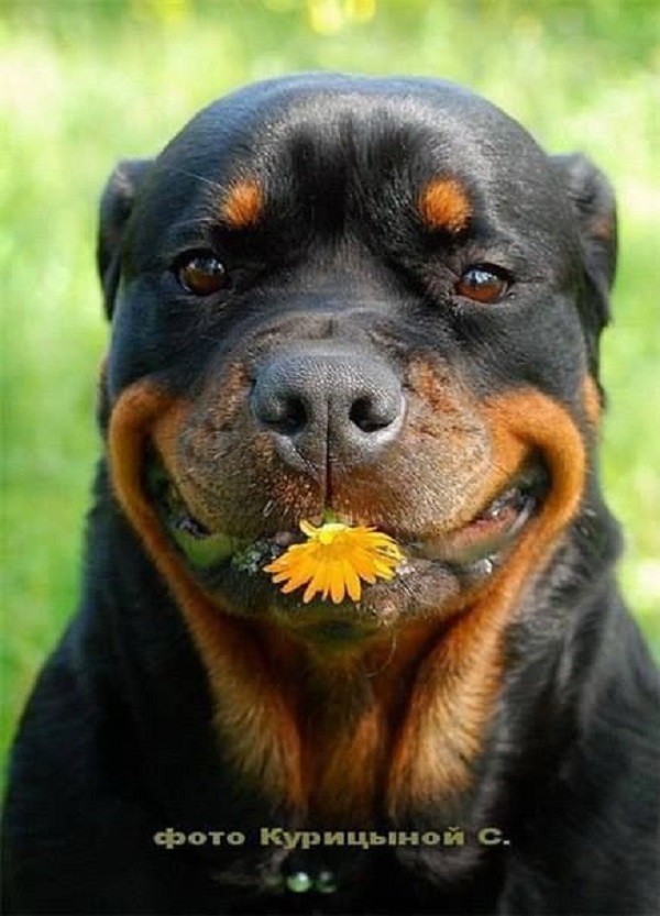 High Quality most funniest rottweiler in the world Blank Meme Template