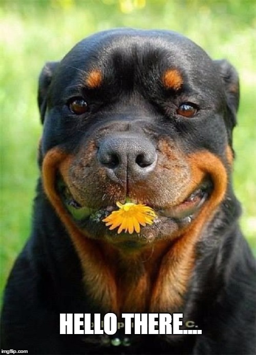 most funniest rottweiler in the world | HELLO THERE.... | image tagged in most funniest rottweiler in the world | made w/ Imgflip meme maker