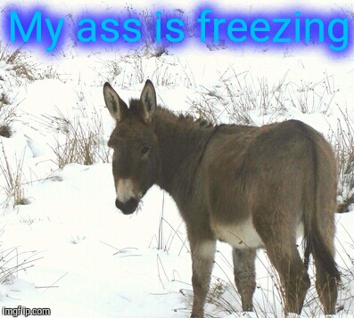 Brrr...HAW! HAW! | My ass is freezing | image tagged in funny memes,winter is here,animal,cold,kiss my ass | made w/ Imgflip meme maker
