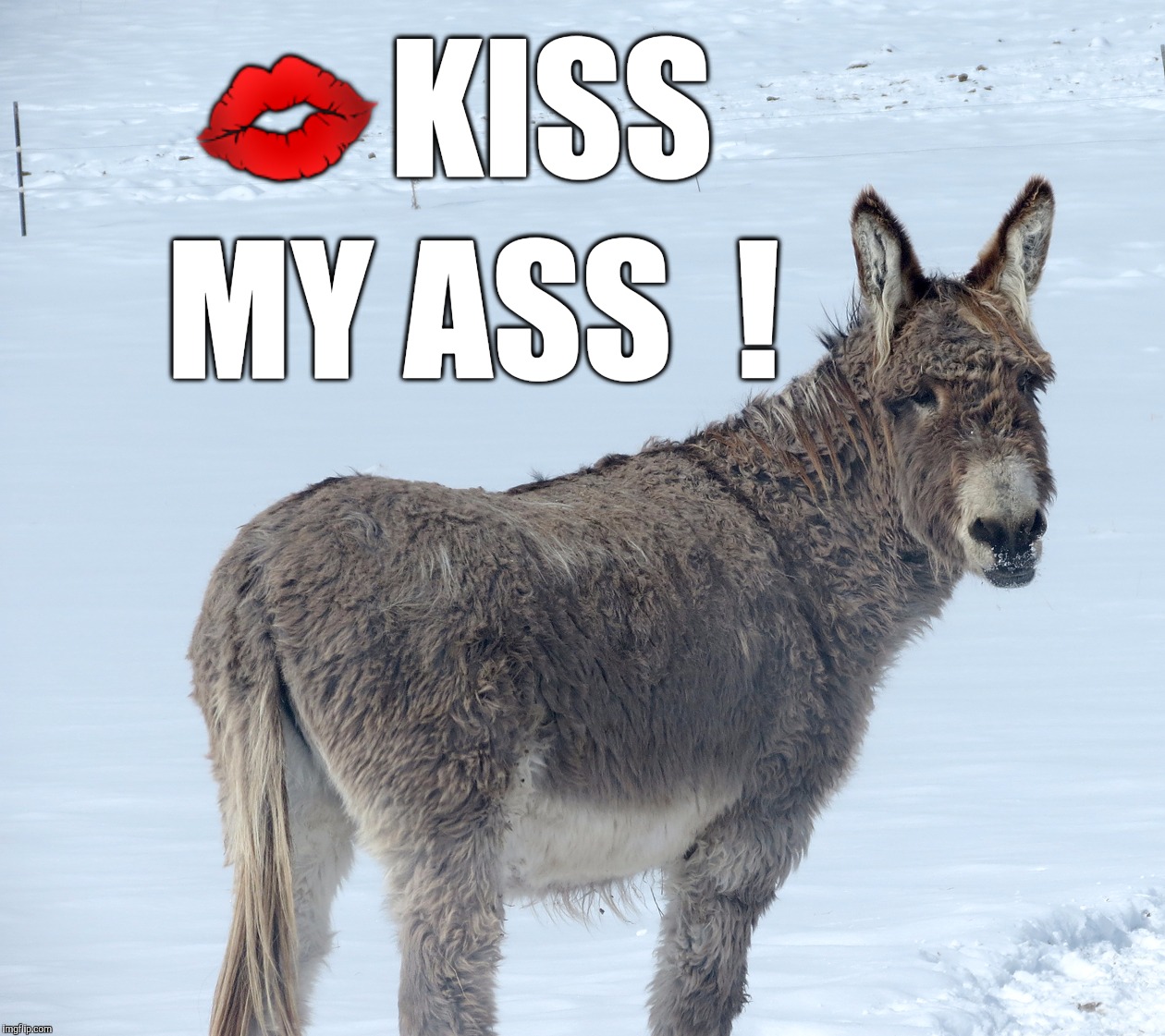 Hug my donkey too | 💋KISS; MY ASS  ! | image tagged in funny meme,animals have feelings,animal,winter wonderland | made w/ Imgflip meme maker