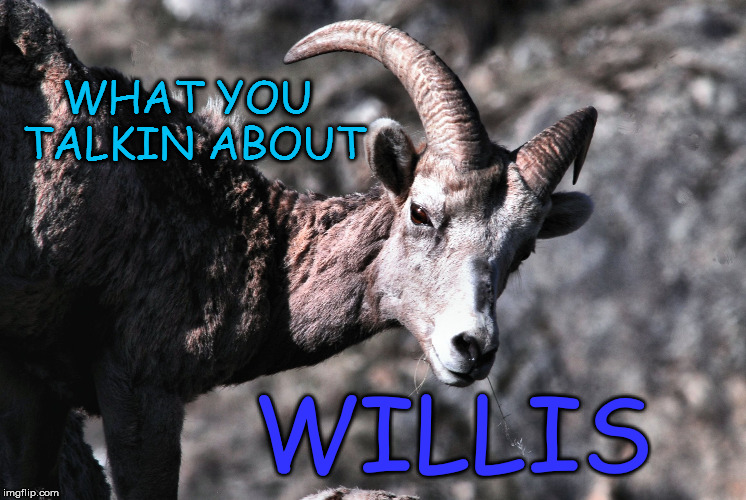 Curious Bighorn | WHAT YOU TALKIN ABOUT; WILLIS | image tagged in bighorn checkout,sheepish,willis | made w/ Imgflip meme maker