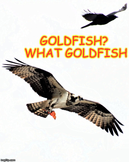 Osprey with Goldfish | GOLDFISH? WHAT GOLDFISH | image tagged in osprey goldfish,goldfish,predator | made w/ Imgflip meme maker