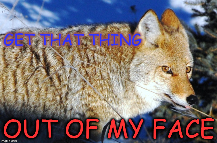 Leave me Alone Coyote | GET THAT THING; OUT OF MY FACE | image tagged in suspiscious coyote,coyote,out of my face | made w/ Imgflip meme maker