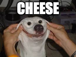 Happy Dog? | CHEESE | image tagged in happy dog | made w/ Imgflip meme maker