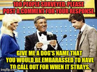 MarkGreco Made One Like This a Couple Days Ago. https://imgflip.com/i/1h5dxo#com1230858 | 100 PEOPLE SURVEYED. PLEASE POST A COMMENT FOR YOUR RESPONSE. GIVE ME A DOG'S NAME THAT YOU WOULD BE EMBARASSED TO HAVE TO CALL OUT FOR WHEN IT STRAYS. | image tagged in family feud,funny dogs,embarrassing,funny names | made w/ Imgflip meme maker
