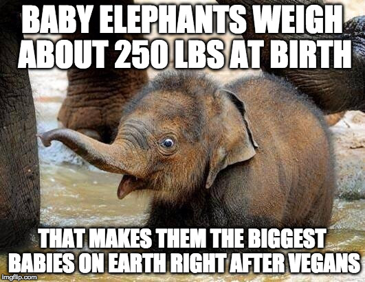 BURN!!! |  BABY ELEPHANTS WEIGH ABOUT 250 LBS AT BIRTH; THAT MAKES THEM THE BIGGEST BABIES ON EARTH RIGHT AFTER VEGANS | image tagged in baby elephant,bacon,babies,crybaby,vegan,vegetarian | made w/ Imgflip meme maker