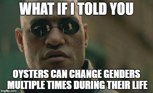 i'm confused and triggered rn | WHAT IF I TOLD YOU; OYSTERS CAN CHANGE GENDERS MULTIPLE TIMES DURING THEIR LIFE | image tagged in memes,matrix morpheus | made w/ Imgflip meme maker