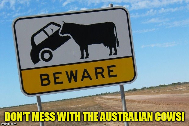 DON'T MESS WITH THE AUSTRALIAN COWS! | made w/ Imgflip meme maker