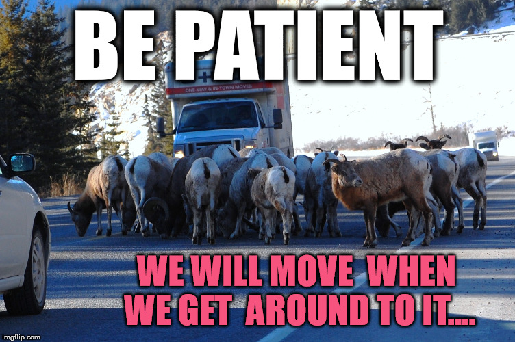 Bighorn Roadblock | BE PATIENT; WE WILL MOVE 
WHEN WE GET 
AROUND TO IT.... | image tagged in canadian traffic jam,bighorn sheep | made w/ Imgflip meme maker