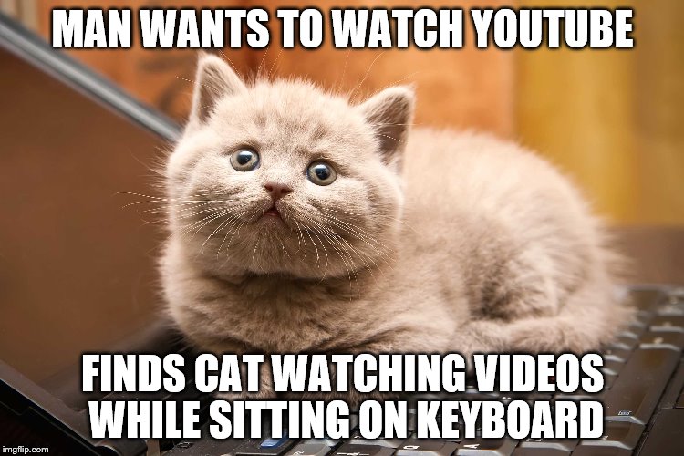 YouTube Keyboard Cat | MAN WANTS TO WATCH YOUTUBE; FINDS CAT WATCHING VIDEOS WHILE SITTING ON KEYBOARD | image tagged in cats,cute cat,keyboard,video,youtube | made w/ Imgflip meme maker