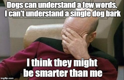 Captain Picard Facepalm Meme | Dogs can understand a few words. I can't understand a single dog bark; I think they might be smarter than me | image tagged in memes,captain picard facepalm,trhtimmy,dogs,animals | made w/ Imgflip meme maker