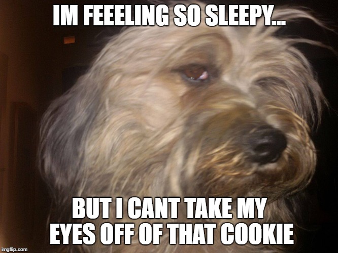 IM FEEELING SO SLEEPY... BUT I CANT TAKE MY EYES OFF OF THAT COOKIE | image tagged in meme,cute animals | made w/ Imgflip meme maker