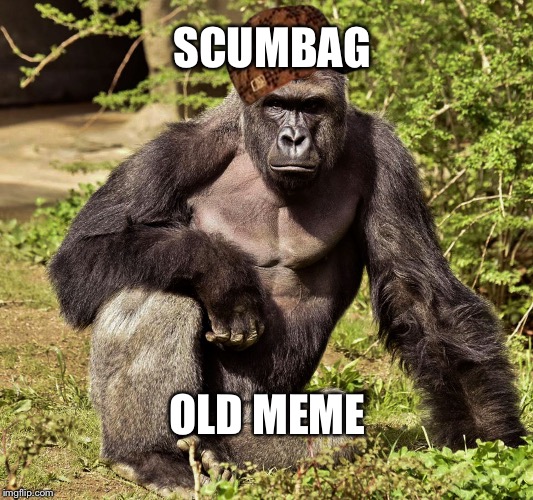 SCUMBAG; OLD MEME | image tagged in harambe,scumbag | made w/ Imgflip meme maker