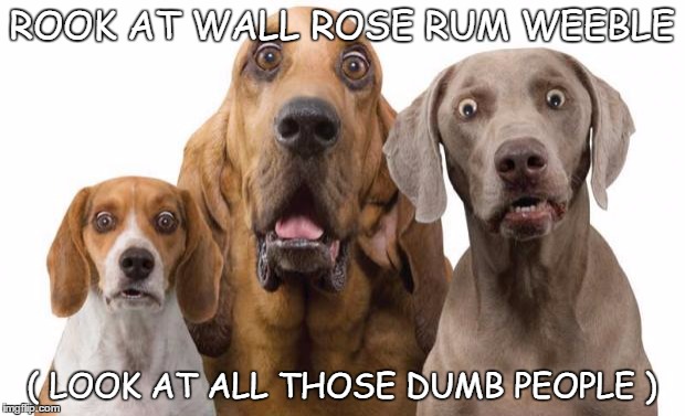 shocked dogs | ROOK AT WALL ROSE RUM WEEBLE; ( LOOK AT ALL THOSE DUMB PEOPLE ) | image tagged in shocked dogs,memes,funny memes,funny dogs | made w/ Imgflip meme maker