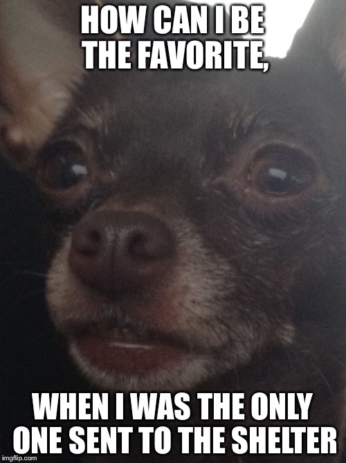 HOW CAN I BE THE FAVORITE, WHEN I WAS THE ONLY ONE SENT TO THE SHELTER | image tagged in sad realization dog | made w/ Imgflip meme maker