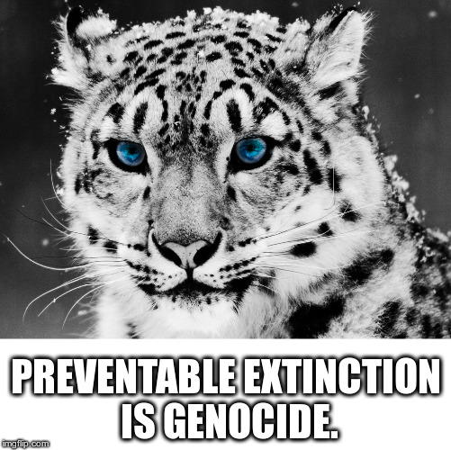 Preventable Extinction is Genocide | PREVENTABLE EXTINCTION IS GENOCIDE. | image tagged in environment,extinction,animals,snow,leopard,genocide | made w/ Imgflip meme maker