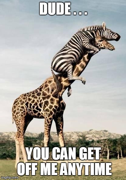 image tagged in funny,animals,zebra,giraffe | made w/ Imgflip meme maker