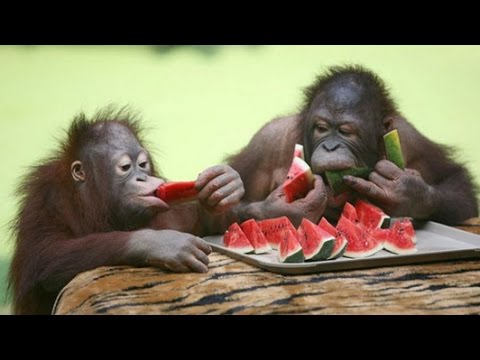 Watermelon monkeys Blank Meme Template