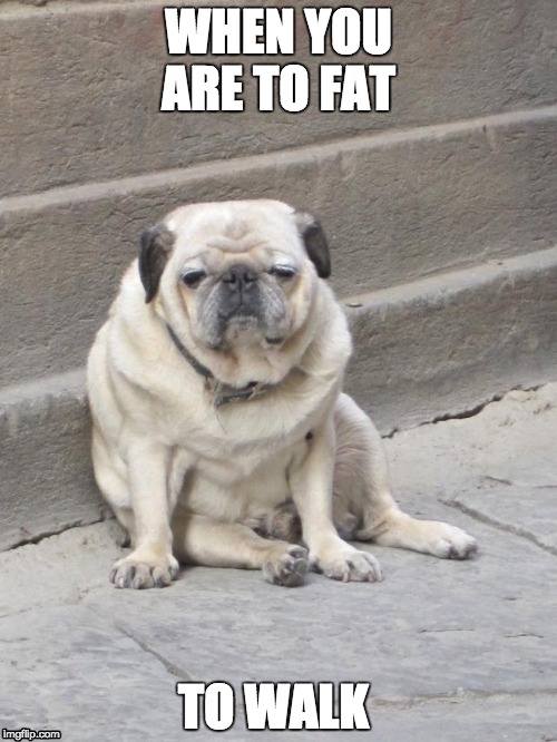 Grumpy Dog | WHEN YOU ARE TO FAT; TO WALK | image tagged in grumpy dog | made w/ Imgflip meme maker
