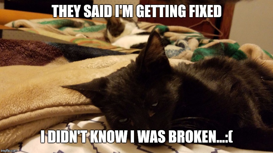 Boy Kitten Growing pains | THEY SAID I'M GETTING FIXED; I DIDN'T KNOW I WAS BROKEN...:( | image tagged in broken,kitten,cat | made w/ Imgflip meme maker