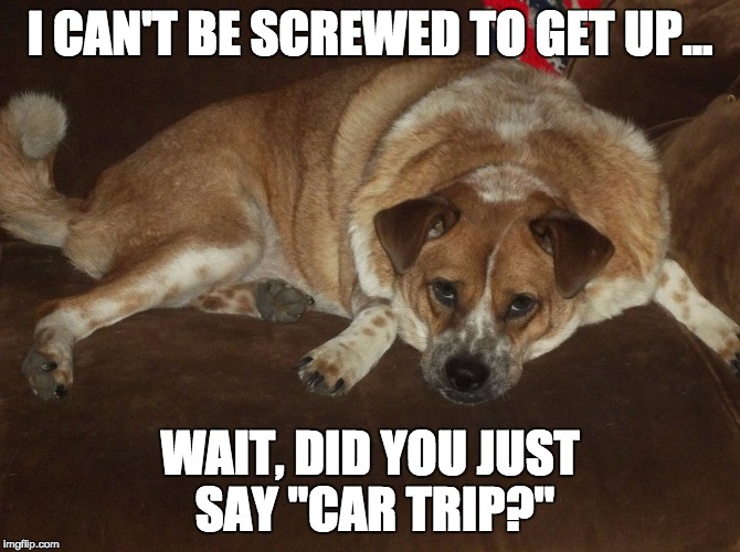 Lazy Dog | I CAN'T BE SCREWED TO GET UP... WAIT, DID YOU JUST SAY "CAR TRIP?" | image tagged in animals,dog,lazy,car | made w/ Imgflip meme maker