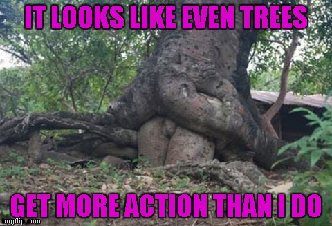 That tree must have some hard wood!!! | IT LOOKS LIKE EVEN TREES; GET MORE ACTION THAN I DO | image tagged in naughty trees,memes,nature,funny,wildlife,hardwoods | made w/ Imgflip meme maker