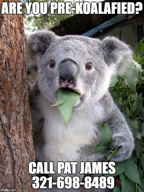 Surprised Koala Meme | ARE YOU PRE-KOALAFIED? CALL PAT JAMES 321-698-8489 | image tagged in memes,surprised koala | made w/ Imgflip meme maker