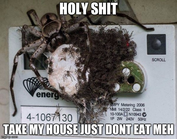 Spiders! Hell No!  | HOLY SHIT; TAKE MY HOUSE JUST DONT EAT MEH | image tagged in spiders hell no | made w/ Imgflip meme maker