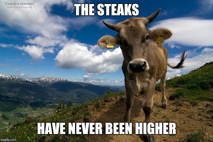 Mooooooo | THE STEAKS; HAVE NEVER BEEN HIGHER | image tagged in cow,mountain | made w/ Imgflip meme maker