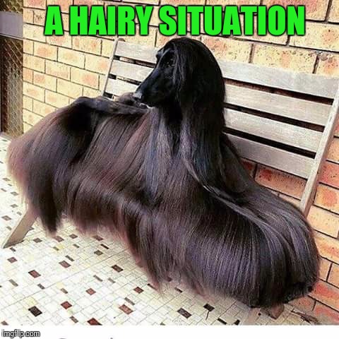Hairy situation  | A HAIRY SITUATION | image tagged in meme,dog,hairy situation | made w/ Imgflip meme maker