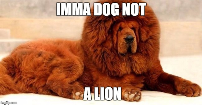 IMMA DOG NOT; A LION | image tagged in lion dog | made w/ Imgflip meme maker
