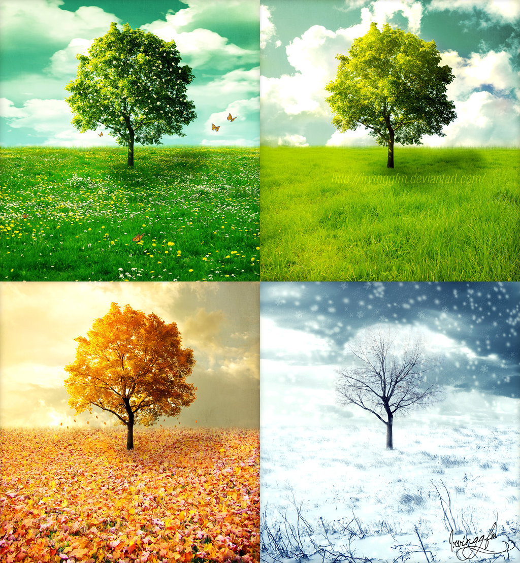 High Quality Tree Seasons Blank Meme Template