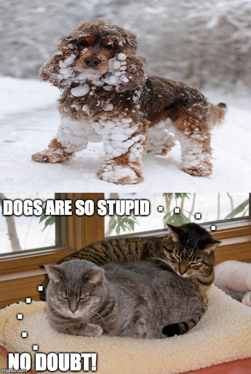 It's 47degrees, and my (outside) cat is curled up inside, because it's too cold. | . . . DOGS ARE SO STUPID; . . . . . . NO DOUBT! | image tagged in stupid,cats,dogs,cold,snow | made w/ Imgflip meme maker
