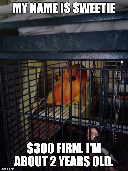 MY NAME IS SWEETIE; $300 FIRM. I'M ABOUT 2 YEARS OLD. | image tagged in sweetie | made w/ Imgflip meme maker