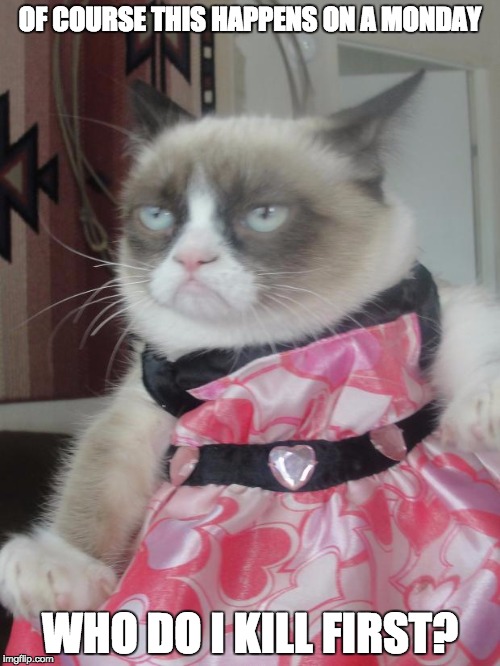 grumpy cat in a dress | OF COURSE THIS HAPPENS ON A MONDAY; WHO DO I KILL FIRST? | image tagged in grumpy cat in a dress | made w/ Imgflip meme maker