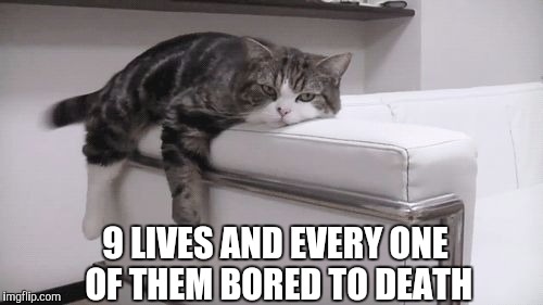 Bored cat | 9 LIVES AND EVERY ONE OF THEM BORED TO DEATH | image tagged in bored cat | made w/ Imgflip meme maker