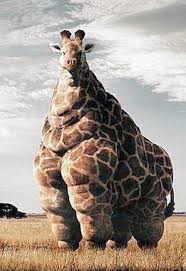 High Quality fat giraffe Blank Meme Template